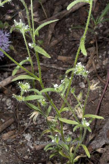 cryptantha echinella 2 graphic